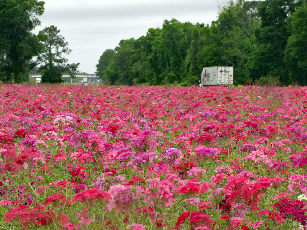roadside field of blooming annual phlox