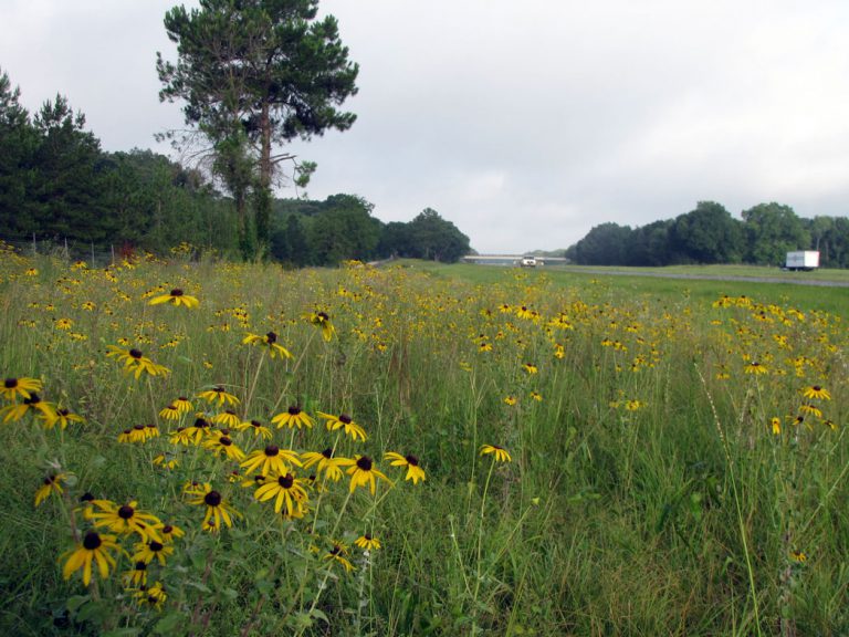 roadside field of softhair coneflower in bloom