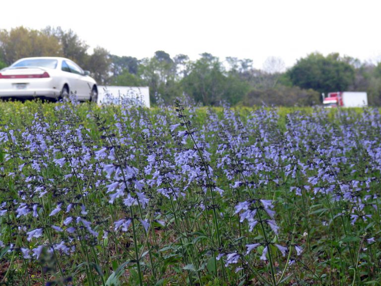 roadside field of blooming Lyreleaf sage