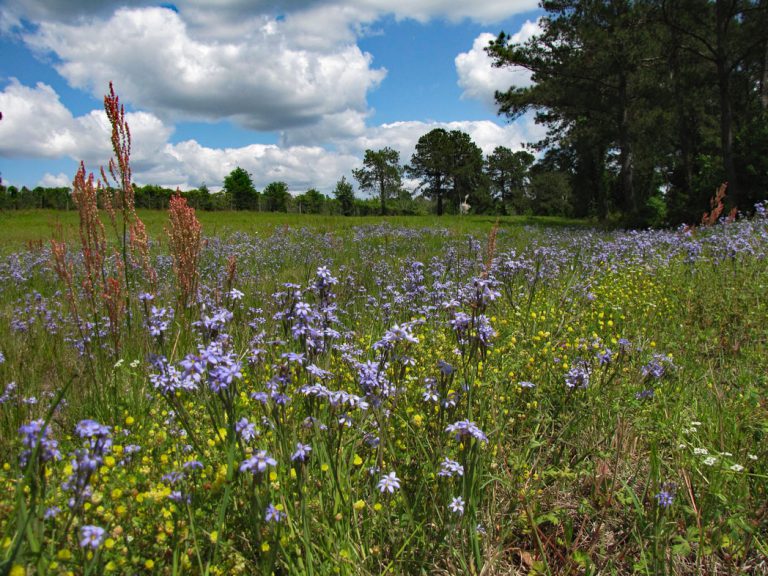 Blooming blue-eyed grass and heartwing dock along roadside