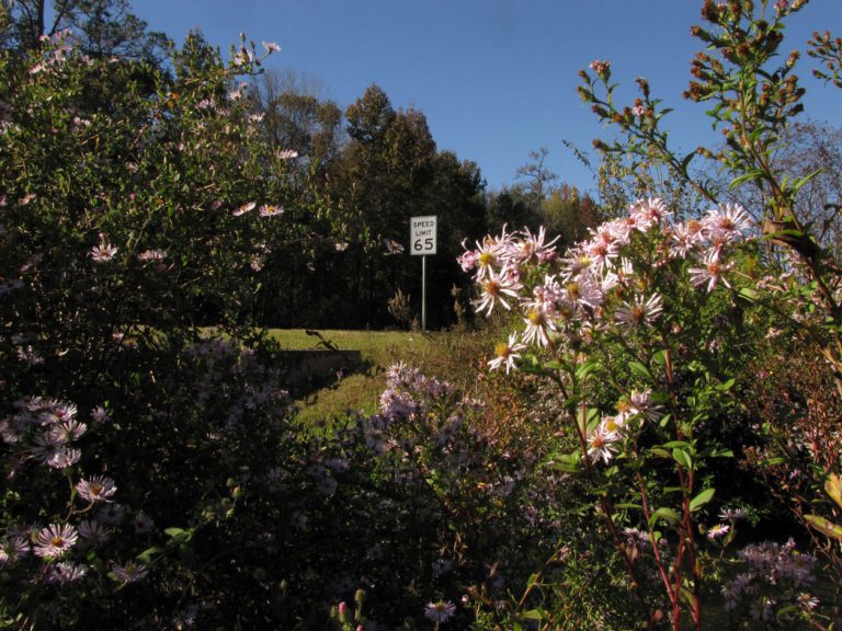 Blooming Climbing aster along roadside