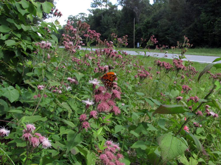 Gulf fritillary on Heart-leaf Brickle-bush along roadside