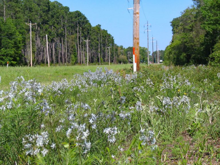 Fringed bluestar blooming along roadside