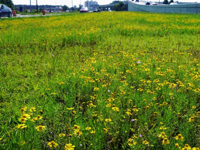 Coastalplain honeycombhead along roadside