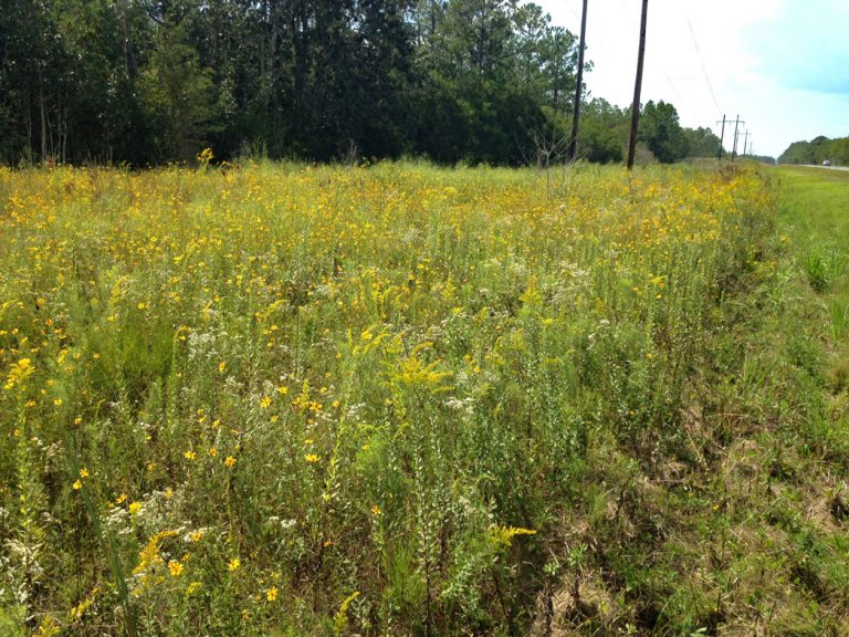 Smallfruit beggarticks and Goldenrod along roadside