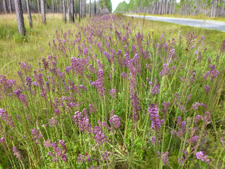 Hairy chaffhead along roadside