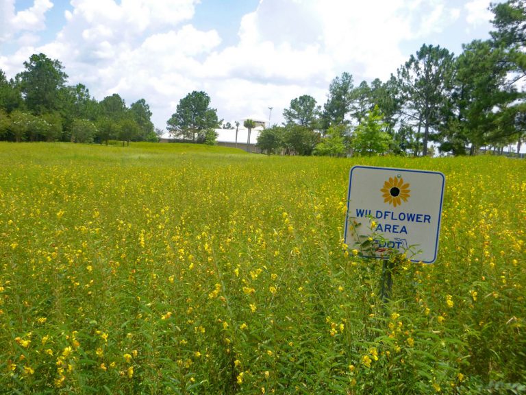 field of Partridgepea blooming at rest area