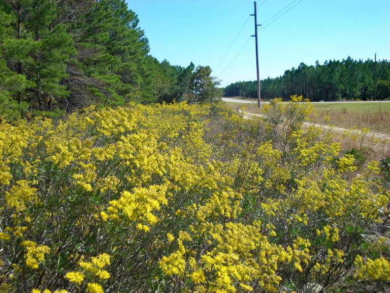 field of Woody goldenrod along roadside