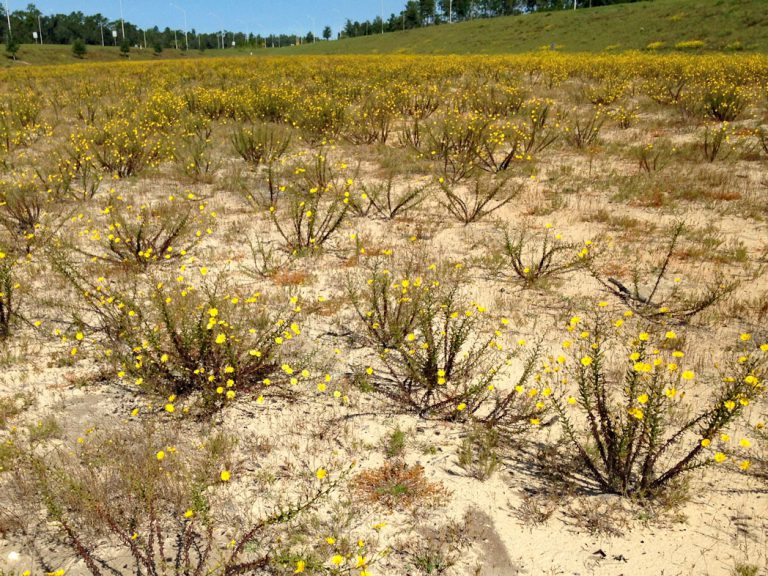 Goldenaster plants along roadside