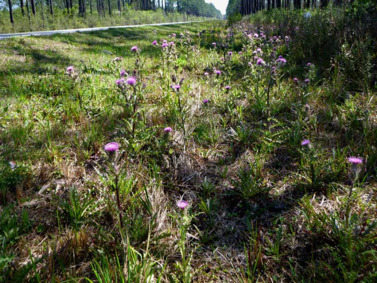 Purple thistle blooming along roadside