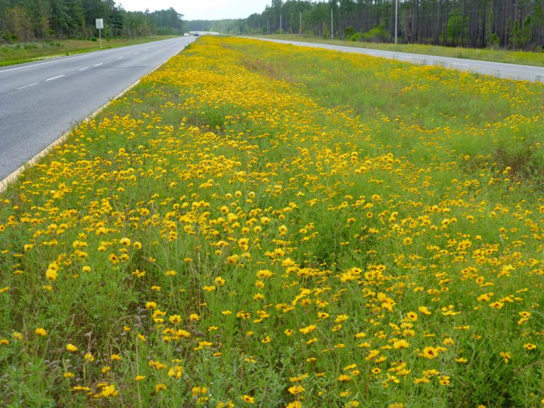 field of Goldenmane tickseed along roadside