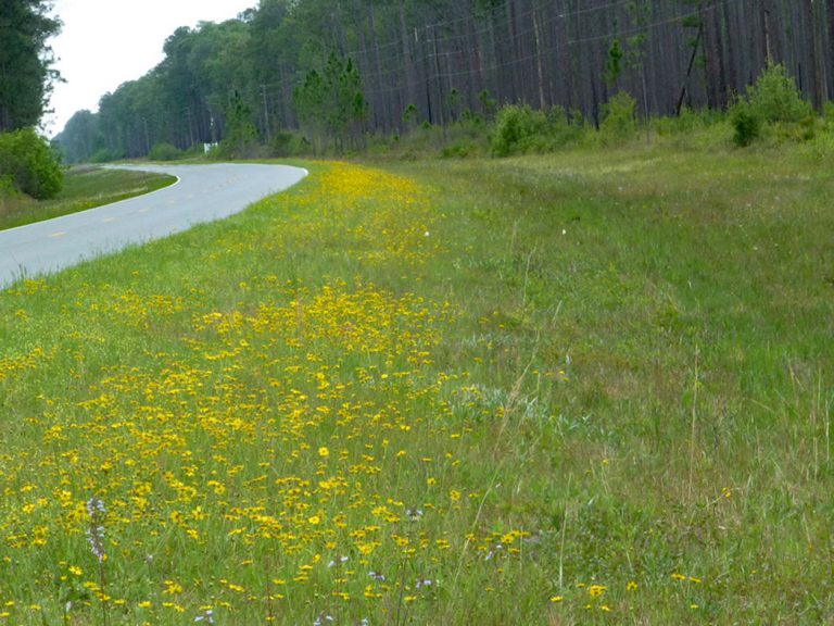 field of Lanceleaf tickseed along roadside