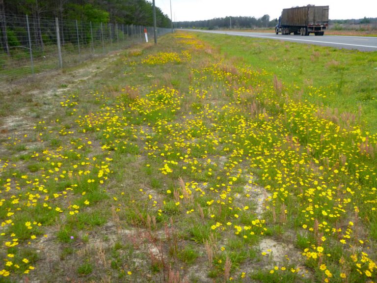 Lanceleaf tickseed blooming along roadside