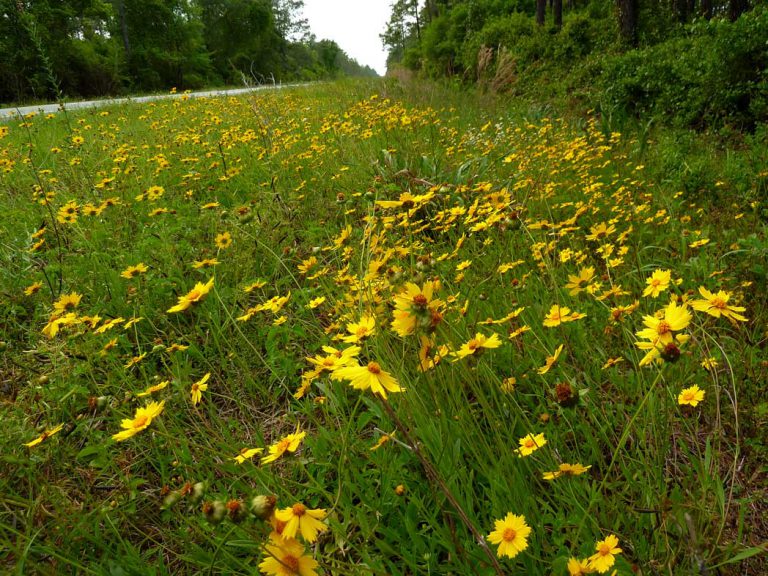 Lanceleaf tickseed blooming along roadside