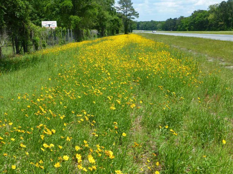 Lanceleaf tickseed blooming along roadside