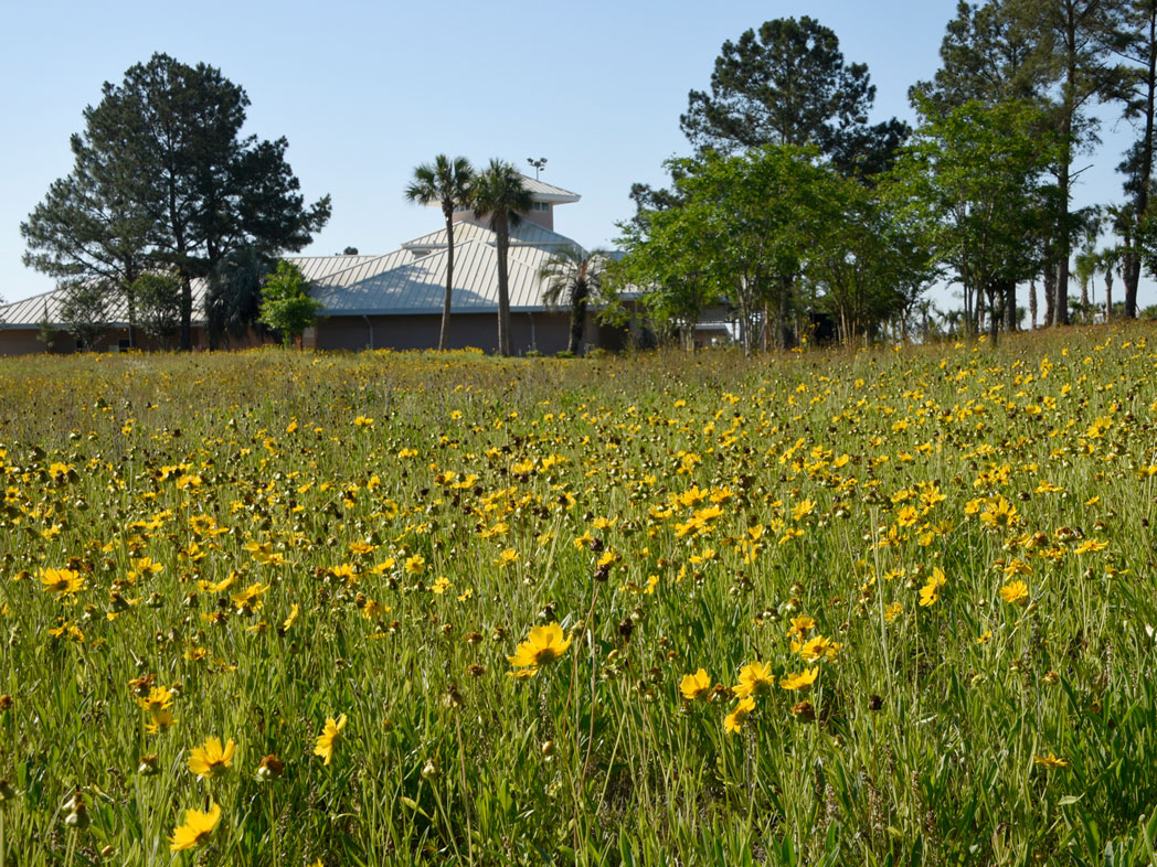 field of Lanceleaf tickseed blooming near rest area building