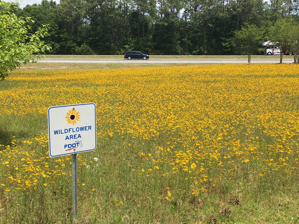 field of Lanceleaf tickseed at rest area with wildflower area sign