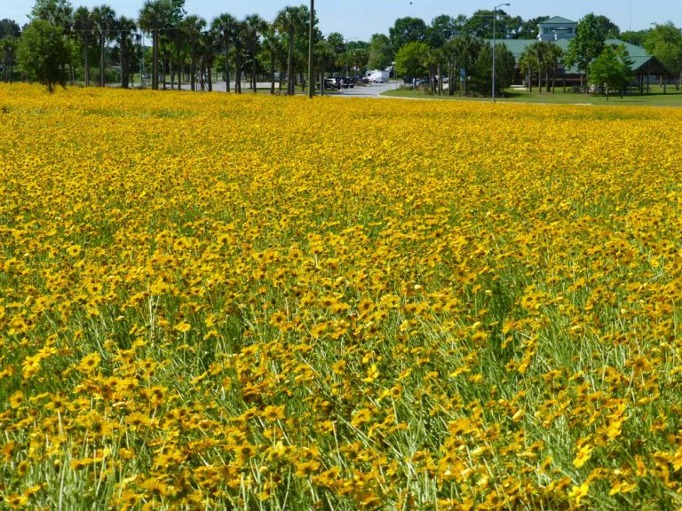 field of Lanceleaf tickseed at rest area