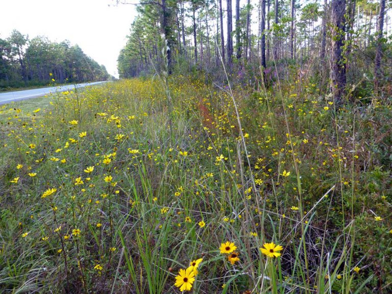 Leavenworth's tickseed blooming around roadside