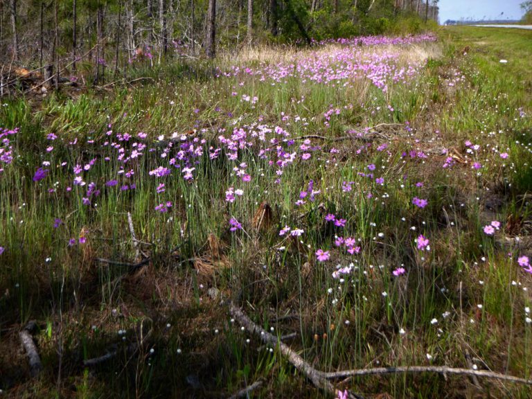 Georgia tickseed blooming in standing water along roadside