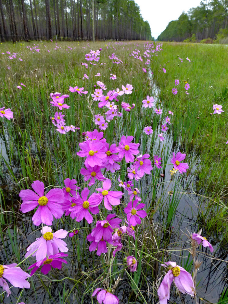 Many pink Georgia tickseed blooms growing in shallow roadside ditch