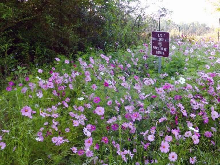 Garden cosmos blooming along roadside with wildflower area sign