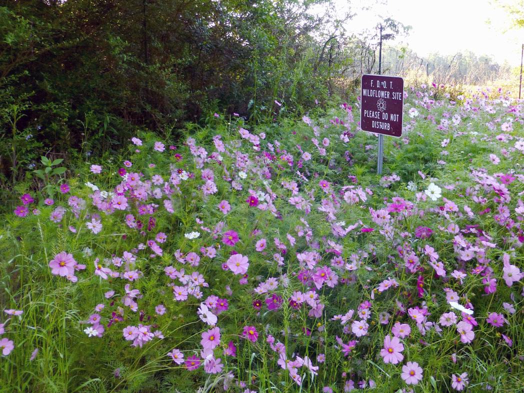 Garden cosmos blooming along roadside with wildflower area sign