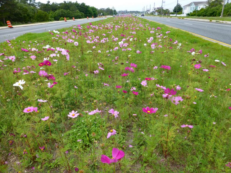 Garden cosmos blooming along roadside