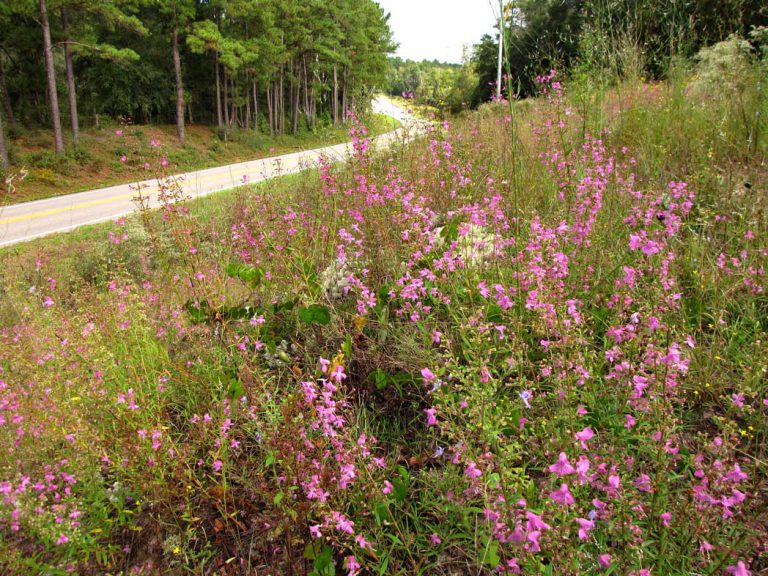 Coastalplain balm blooming along roadside