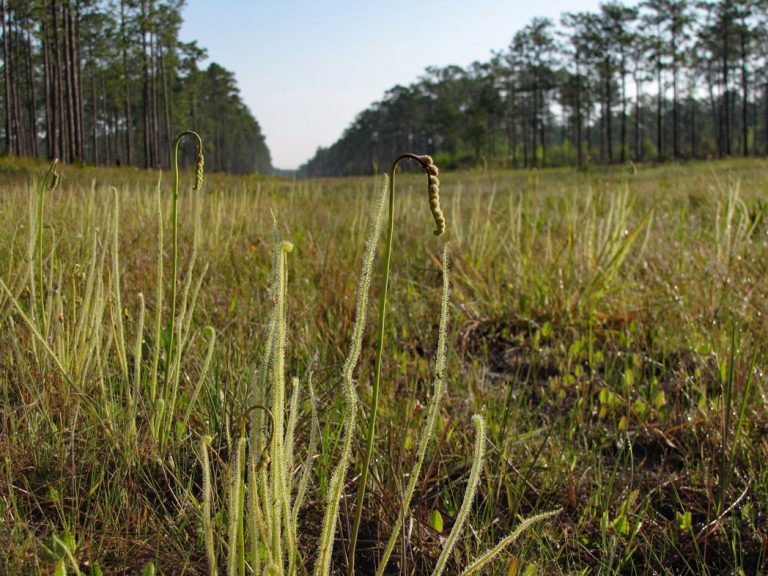 Tracy's sundew along roadside