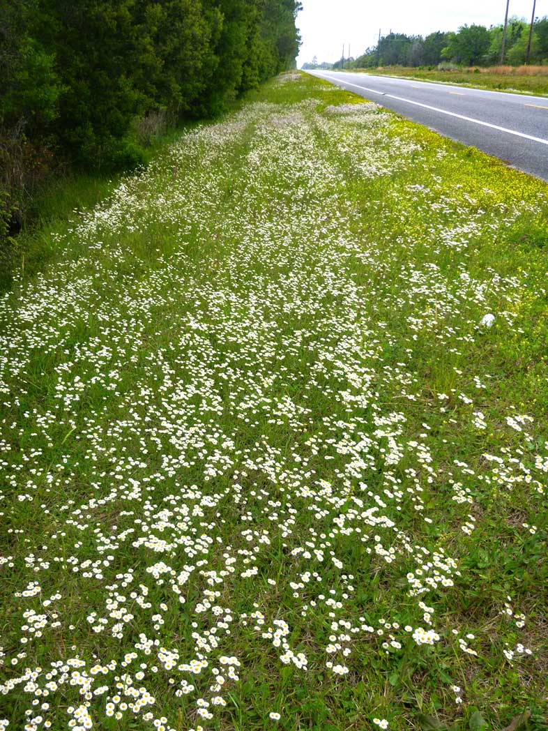 Early whitetop fleabane blooming along roadside