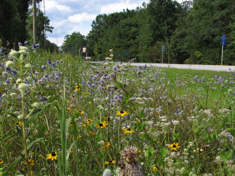 Rattlesnakemaster and Orange coneflower along roadside