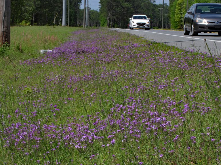 Moss verbena blooming along roadside