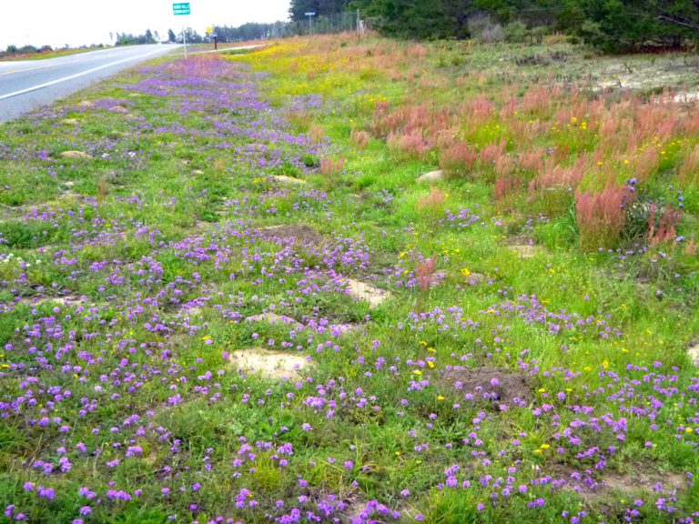 Moss verbena, Heartwing dock and Lanceleaf tickseed blooming along roadside