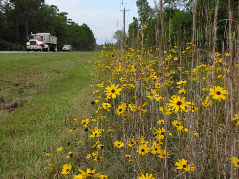 Sunflowers and bluestem grass along roadside