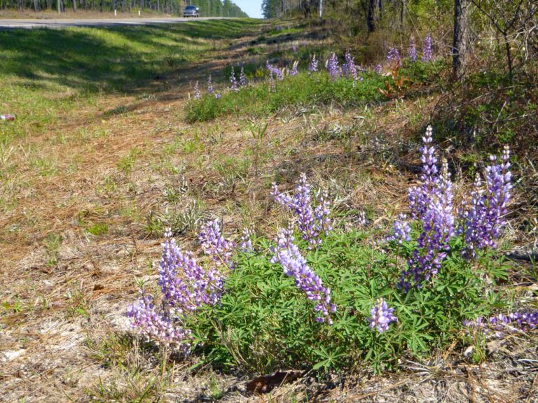 Sundial lupine blooming along roadside