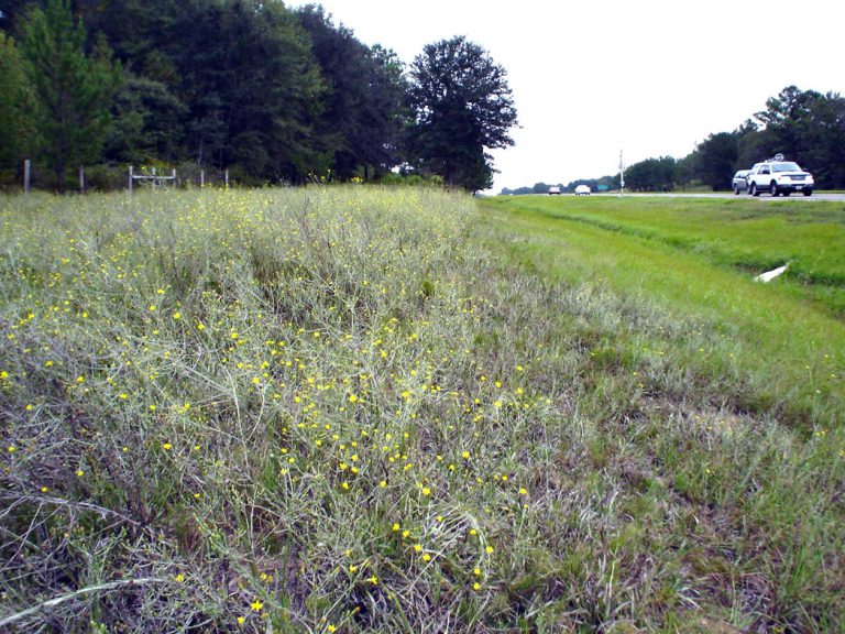 Narrowleaf silkgrass along roadside