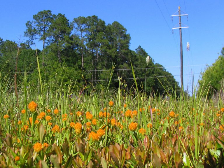 Orange milkwort along roadside