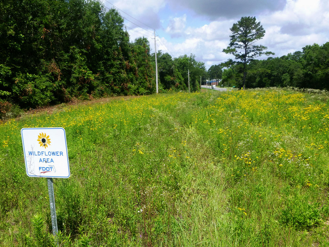 Pinnate prairie coneflower along roadside with wildflower area sign