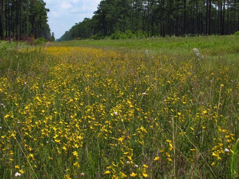 Yellow meadowbeauty blooming along roadside