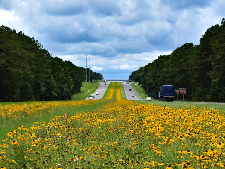 Black-eyed Susan blooming in roadway median