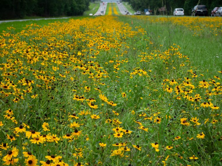 Black-eyed Susan blooming in roadway median