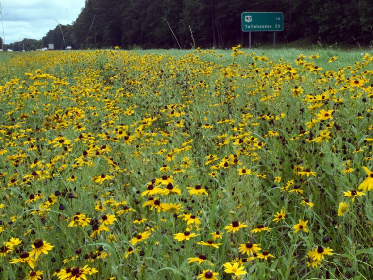 Black-eyed Susan blooming along roadside