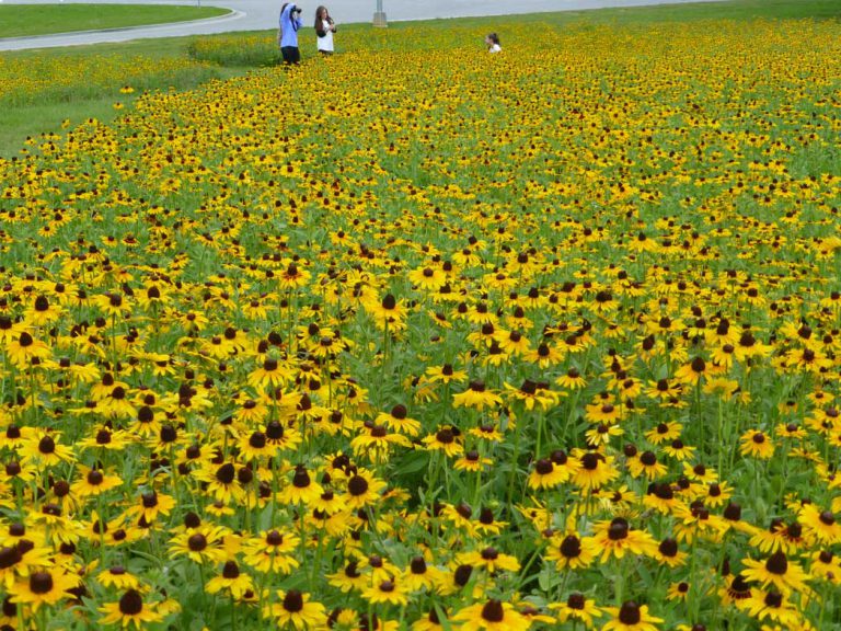 People taking a photo in a field of Black-eyed Susan at a rest area