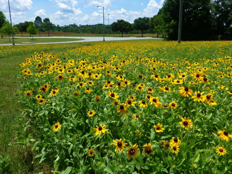 field of Black-eyed Susan blooming at rest area