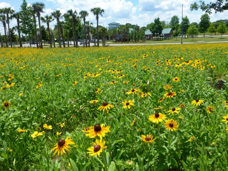 field of Black-eyed Susan blooming at rest area