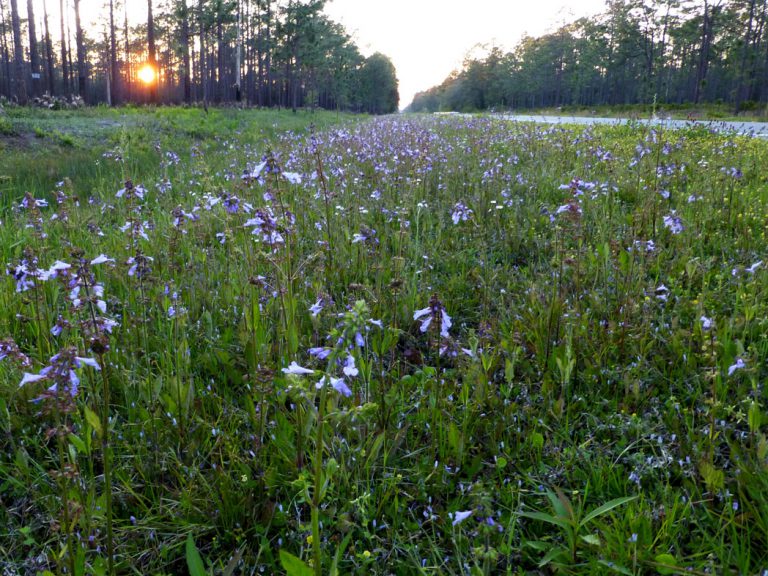 Lyreleaf sage blooming along roadside