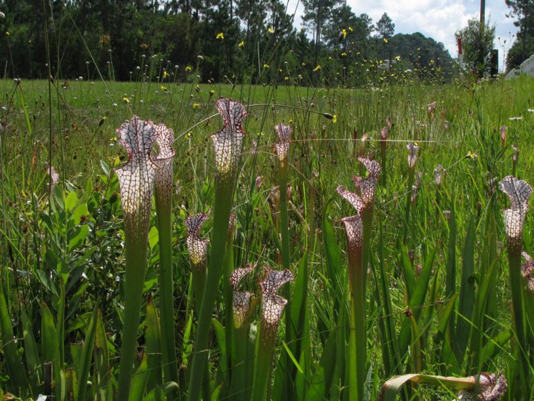 Whitetop pitcherplant and Yelloweyed grass along roadside