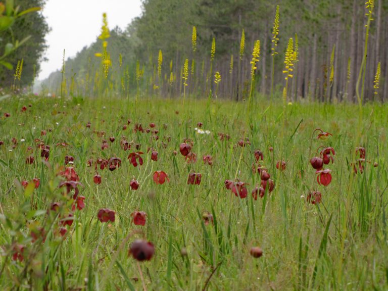 Parrot pitcherplant and Yellow colicroot blooming along roadside