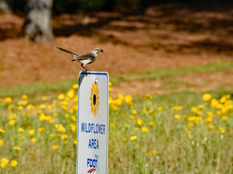 Northern mockingbird on wildflower area sign in field of blooming Lanceleaf tickseed
